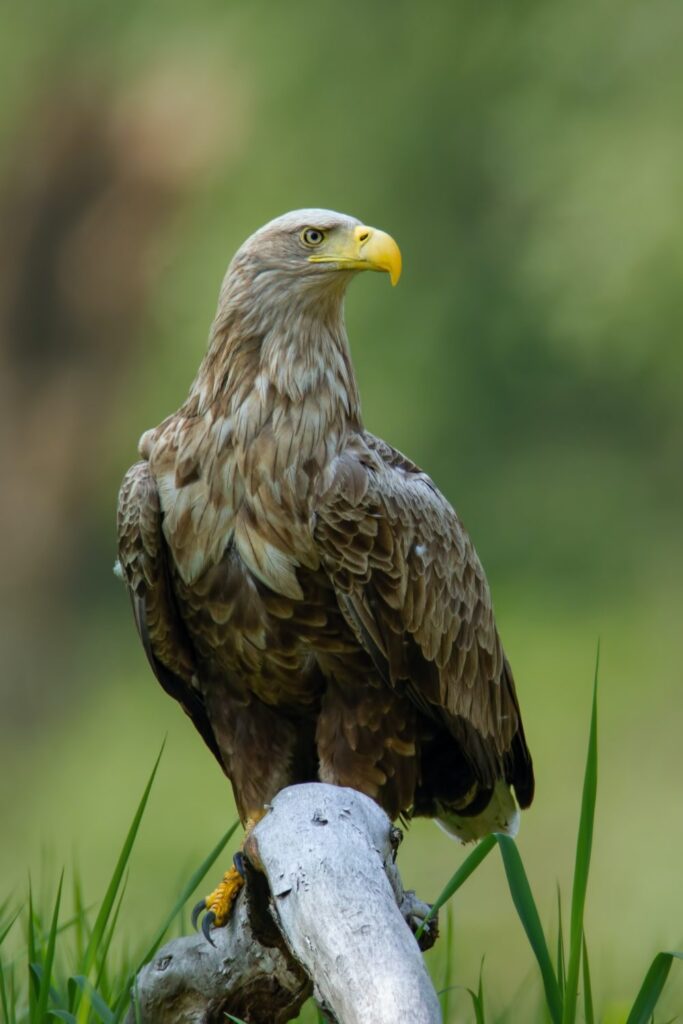 adult-white-tailed-eagle-sitting-on-bough-low-above-ground-in-floodplain-forest-e1655646325924