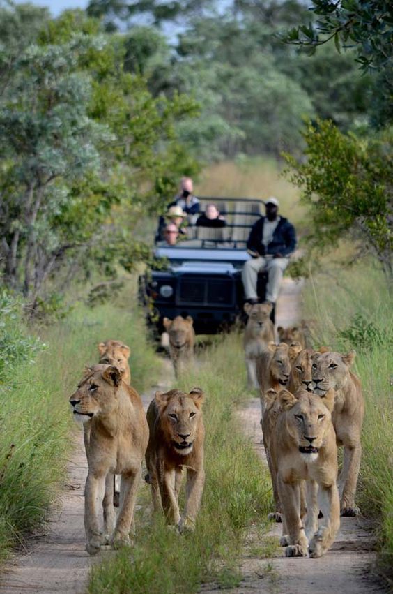 Essential Travel Tips that You Need to Follow While on a Jungle Safari _ L'Essenziale